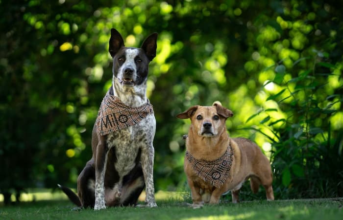 Pet Image