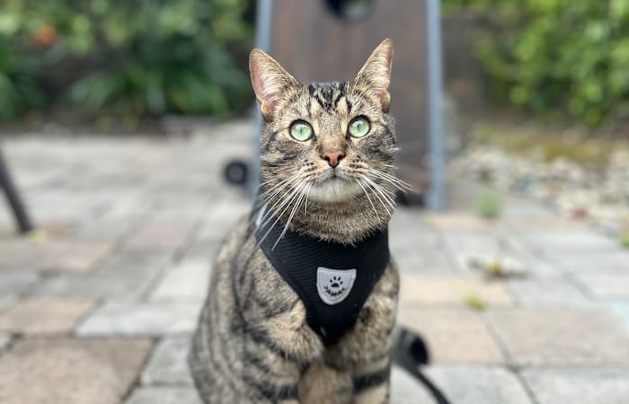 Pet Image