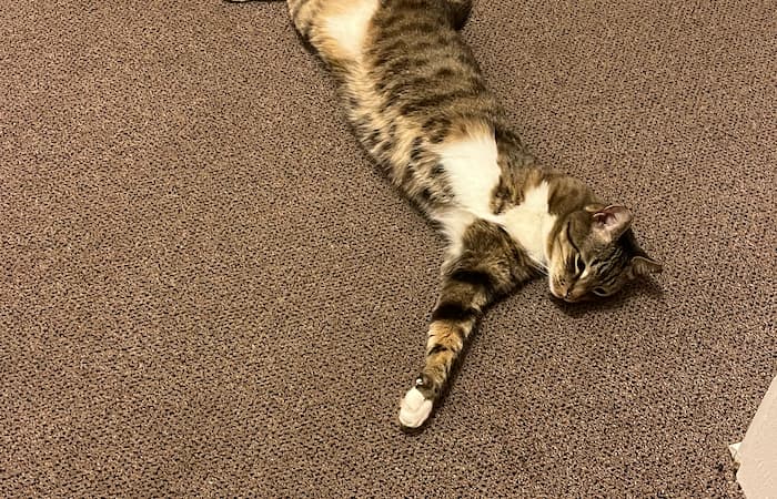 Pet Image