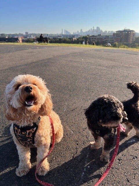 dogs-outside-on-walk