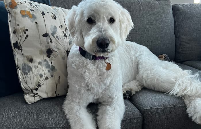 Pet Image
