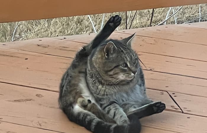 Pet Image