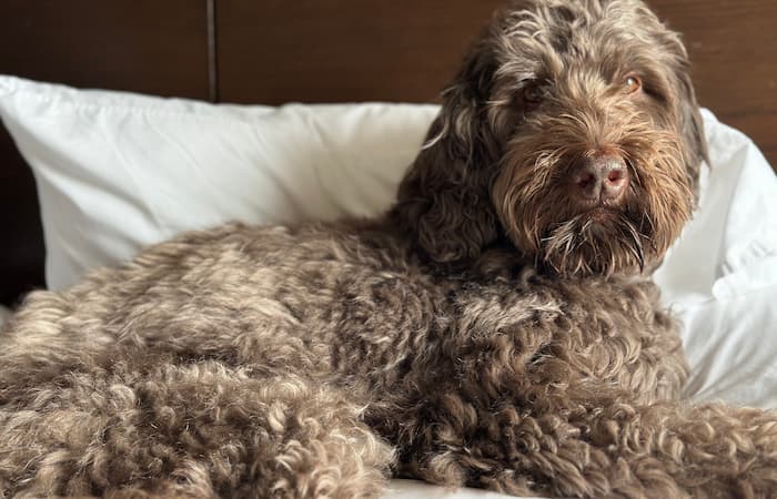Pet Image