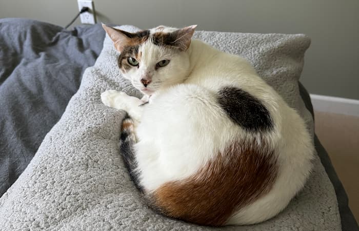 Pet Image