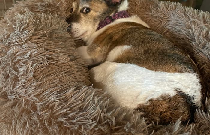 Pet Image
