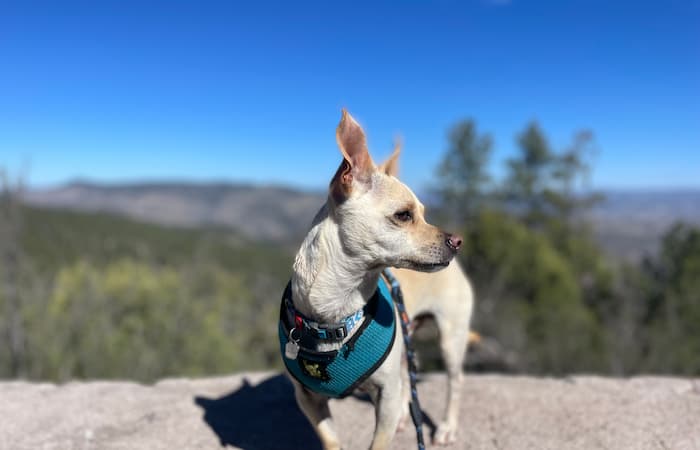 Pet Image