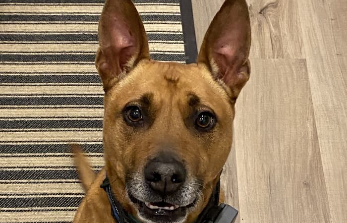 Pet Image