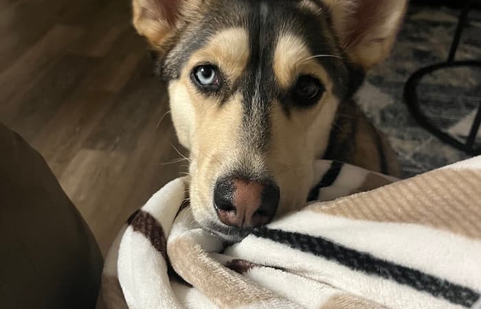 Pet Image