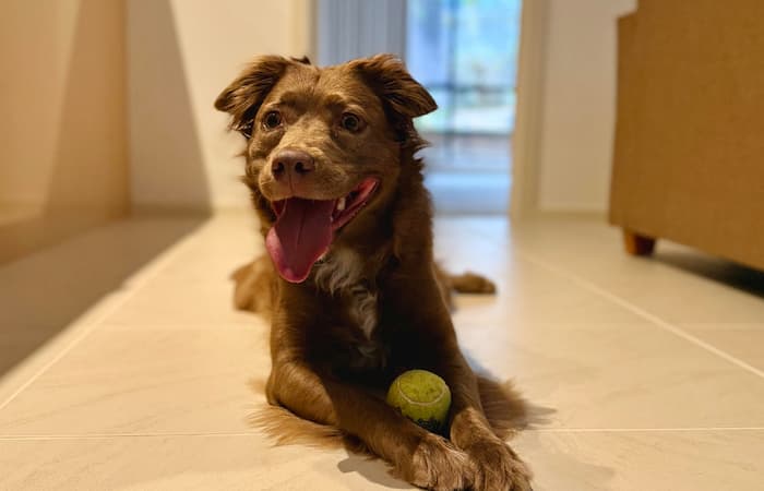 From Chicago to Melbourne: Macey's Journey Home
