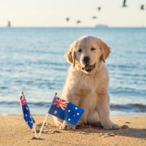 Golden retriever puppy sitting on Australian beach with Australian flags