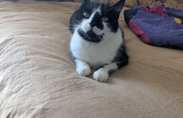 Pet Image