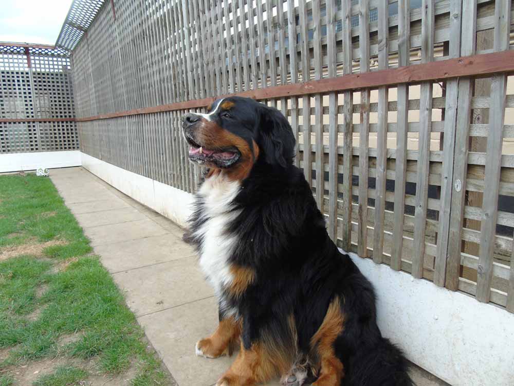 dog-outside-next-to-fence