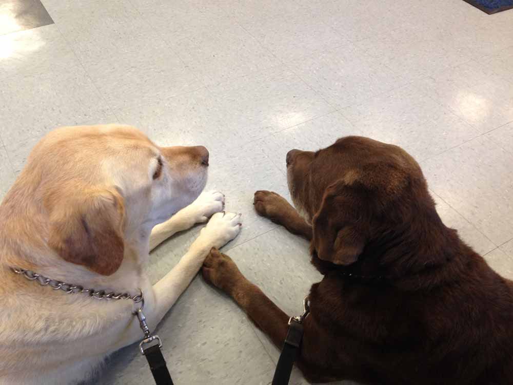 Two-labs-laying-on-floor-indoors