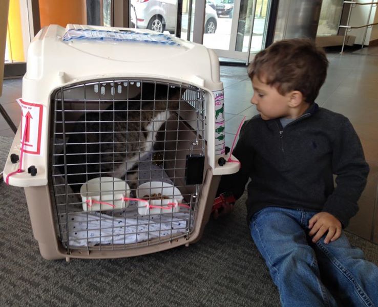 cat-in-crate-and-child