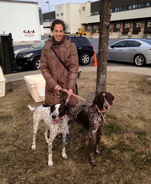 two-dogs-on-leashes