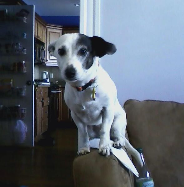 dog-on-couch