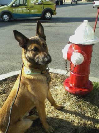 dog-and-fire-hydrant