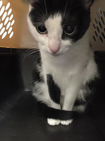 cat-in-crate