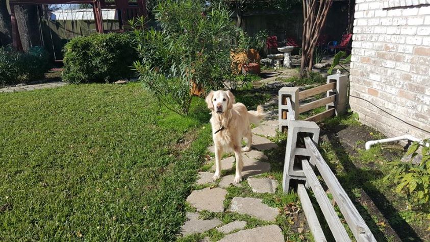 dog-outside-on-path