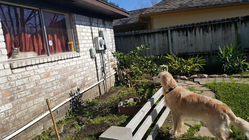 dog-in-garden