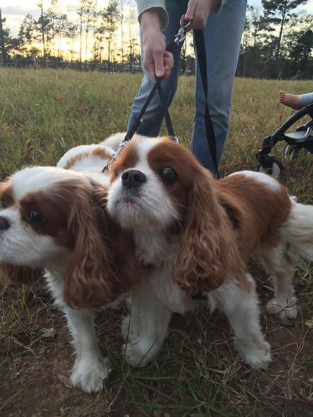 two-dogs-on-leash