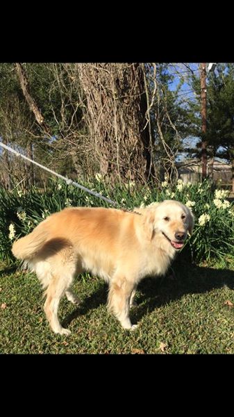 dog-on-leash-outdoors