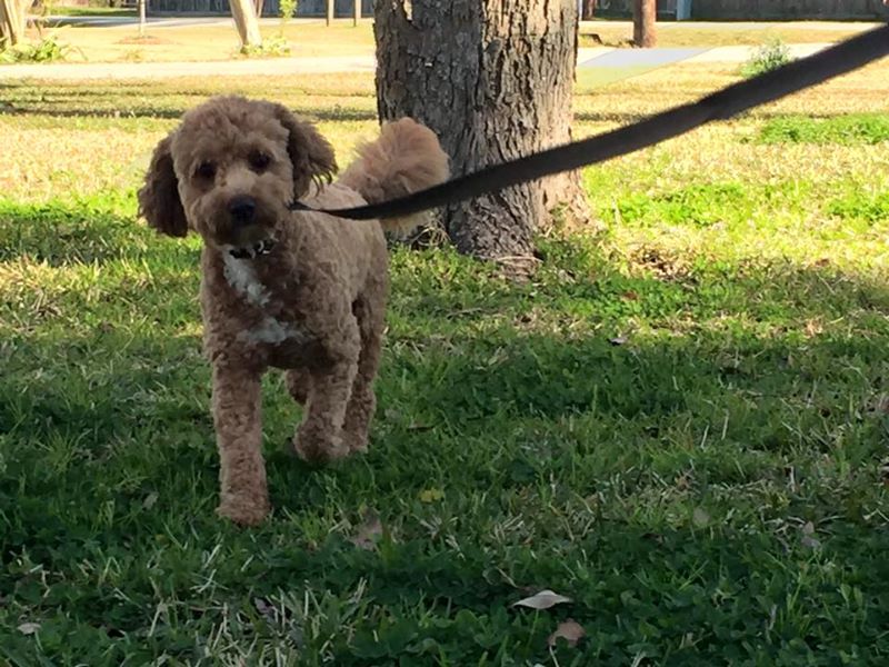 dog-outside-on-leash