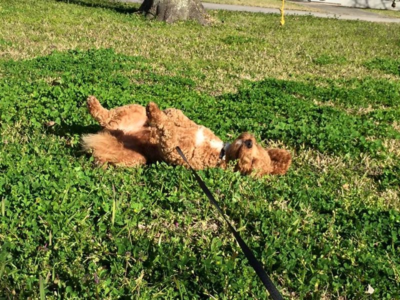 dog-playing-outside-on-leash