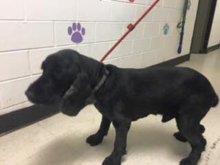 black-dog-on-leash-indoors