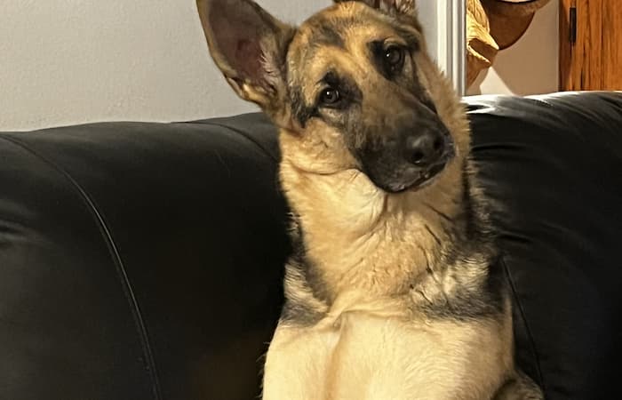 Pet Image