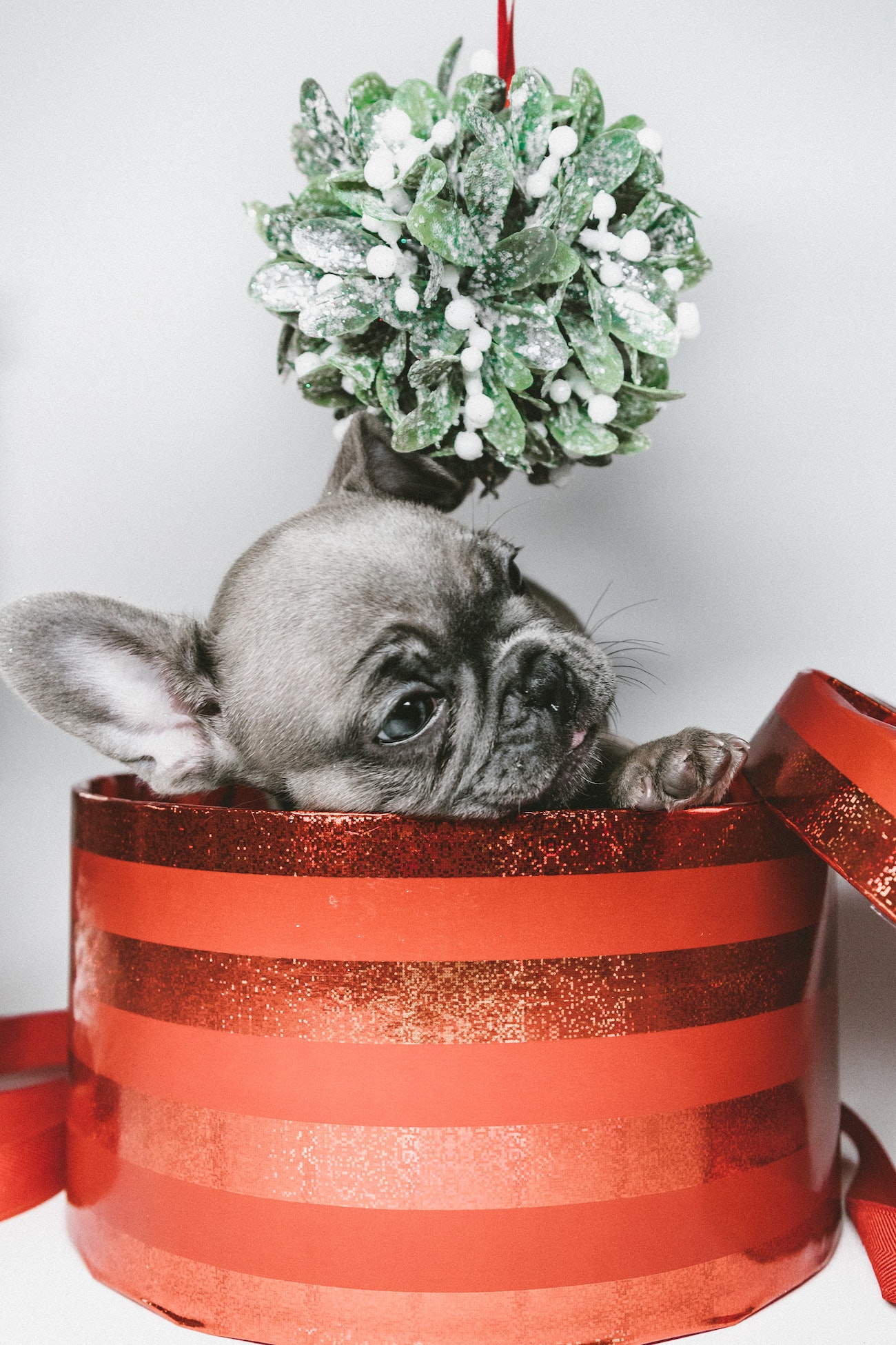 Gifting a pet? Watch out for puppy scams this holiday season