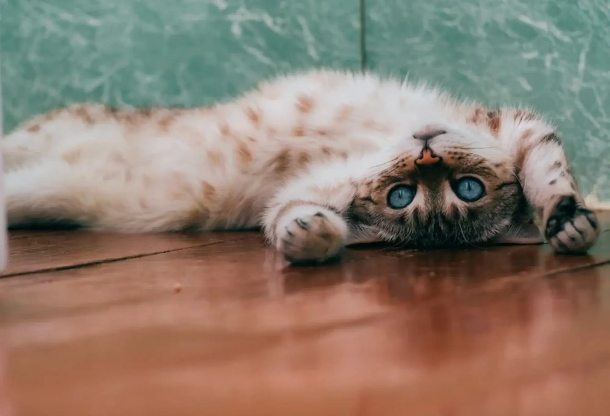 Screenshot 2026-03-19 at 4.03.56 PM