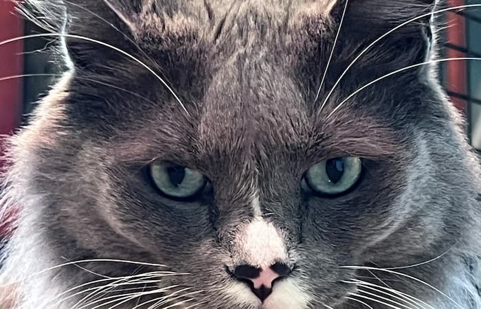 Smokey's Trip to Australia