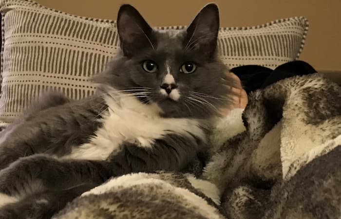 Pet Image