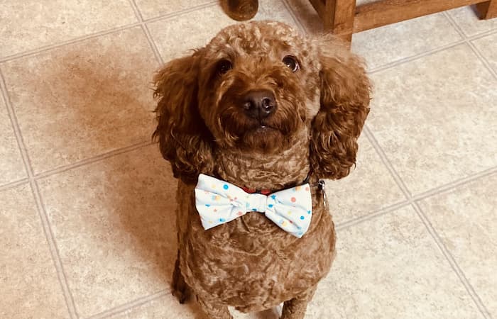 Pet Image