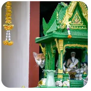 Orange and white cat in Thailand