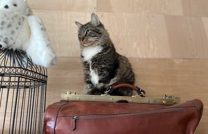 Pet Image