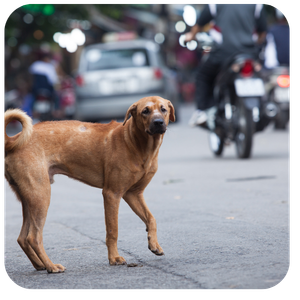 Vietnam-guide