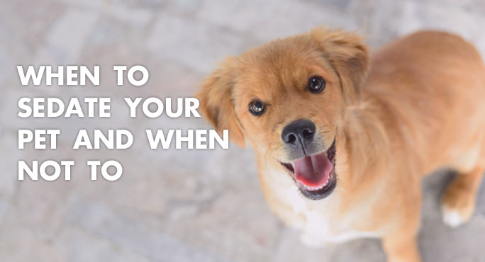 Natural sedative for dogs cheap