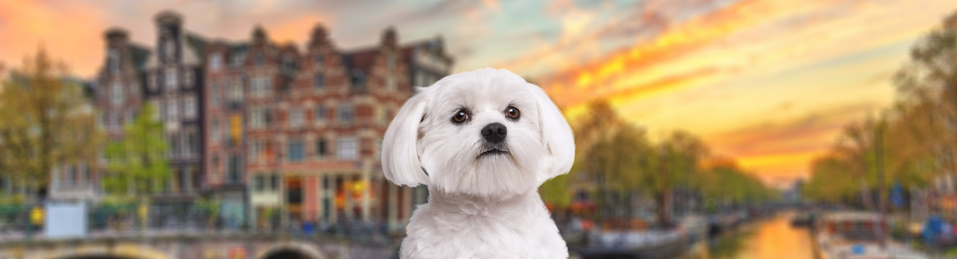 Pet Transport for Amsterdam, Netherlands Starwood Pet Travel