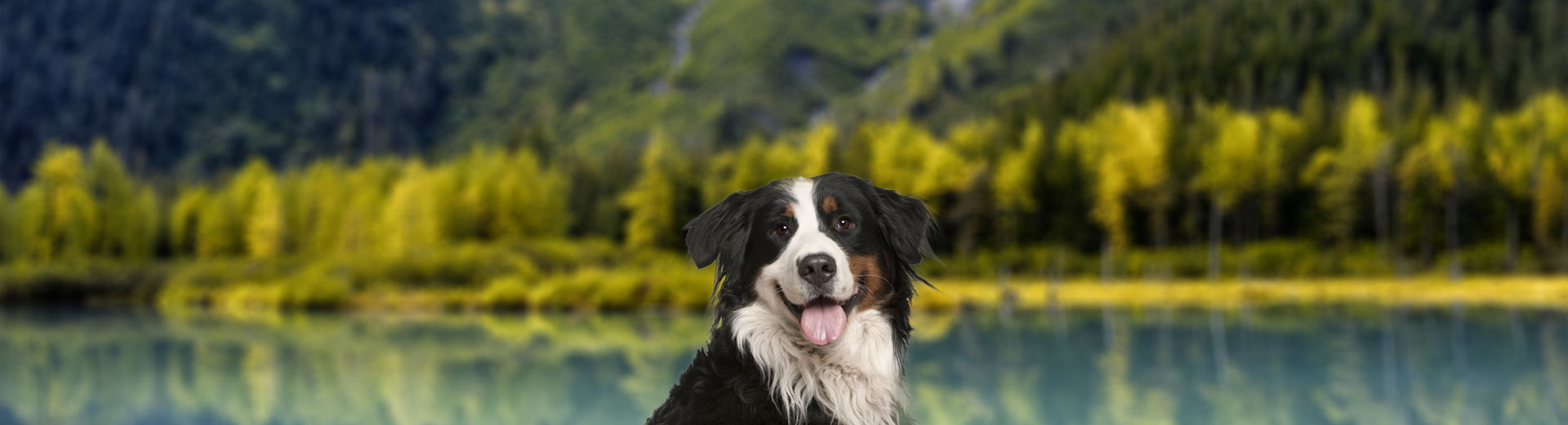 Alaska pet hotsell shipping
