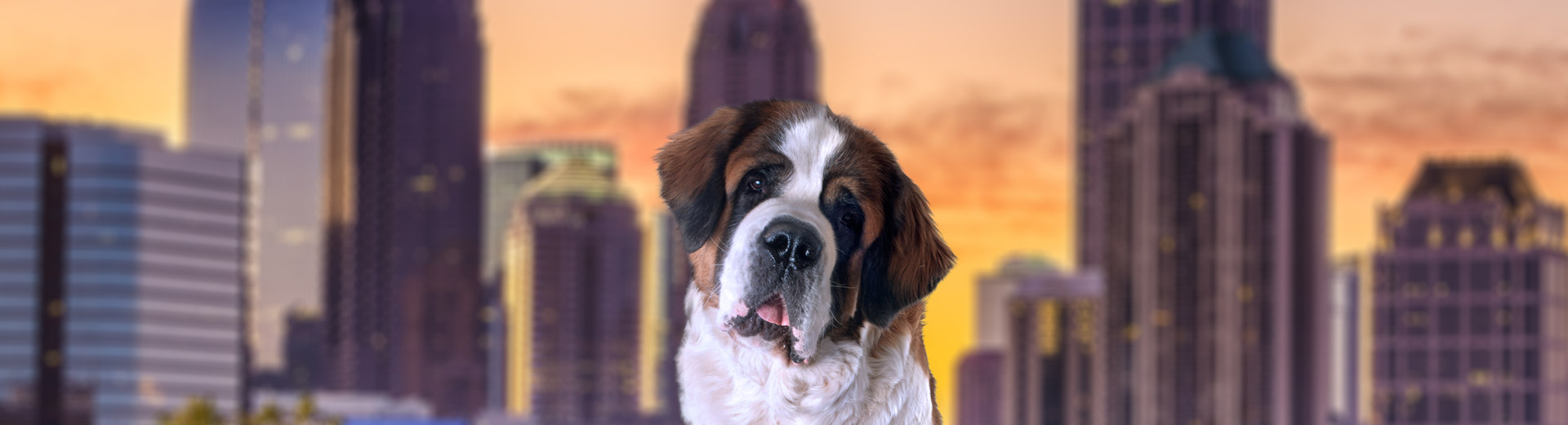 Pet Transport for Atlanta, GA Starwood Pet Travel