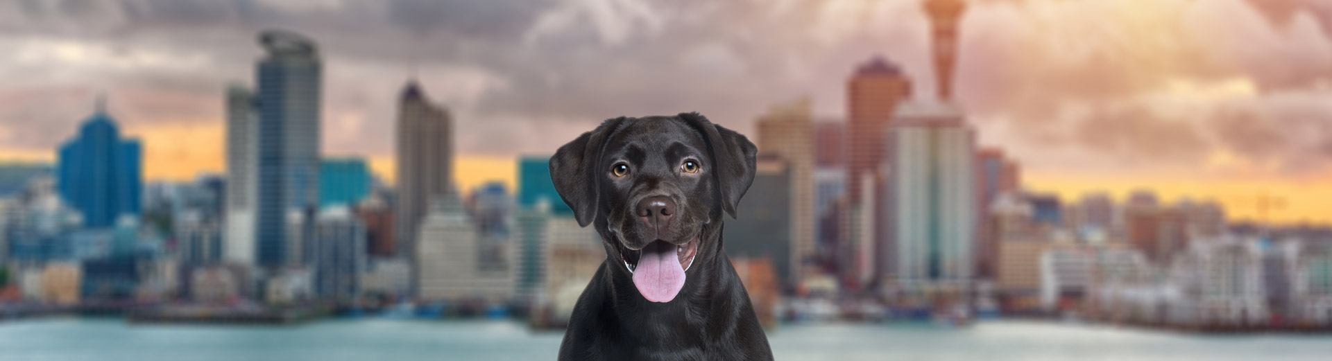 Auckland, New Zealand Pet Transportation Starwood Pet Travel