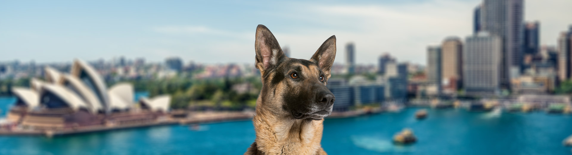 Sydney, Australia Pet Transportation Starwood Pet Travel