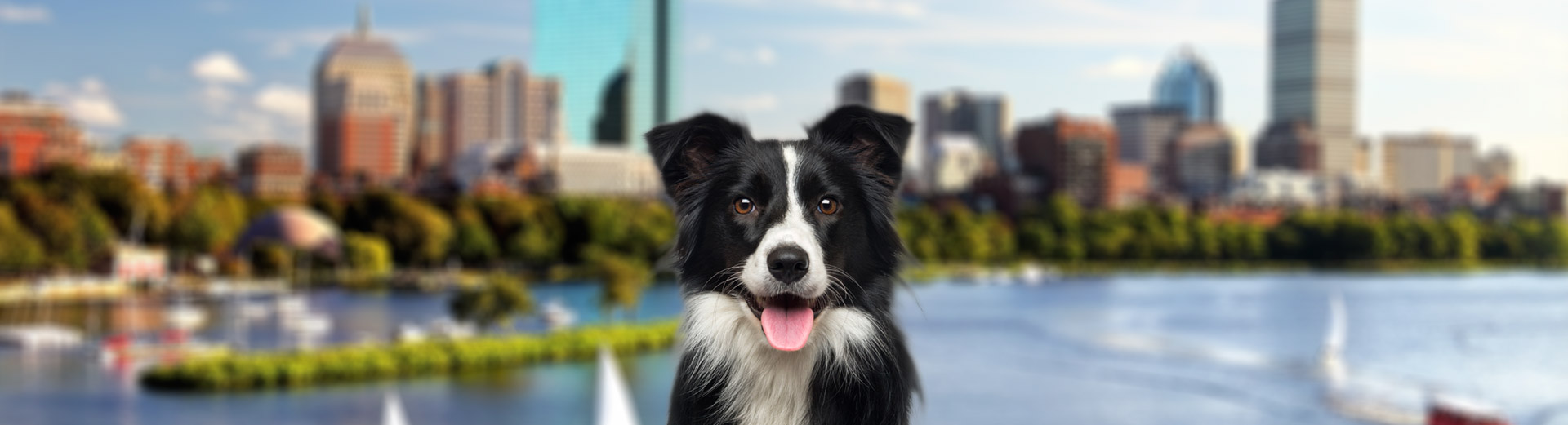 Pet Transport for Boston, MA Starwood Pet Travel