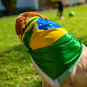 brazildog