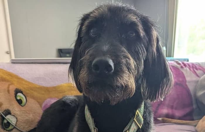 Pet Image