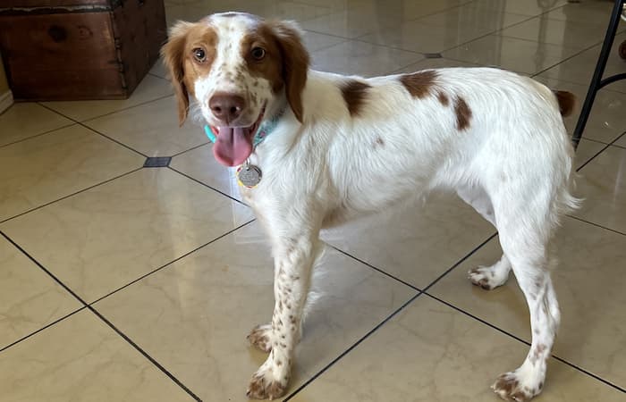 Pet Image