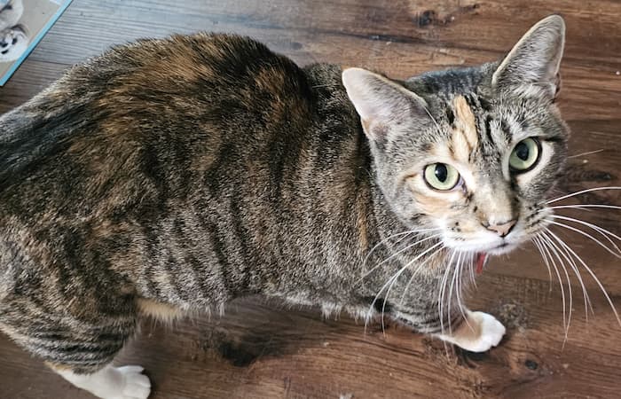 Pet Image