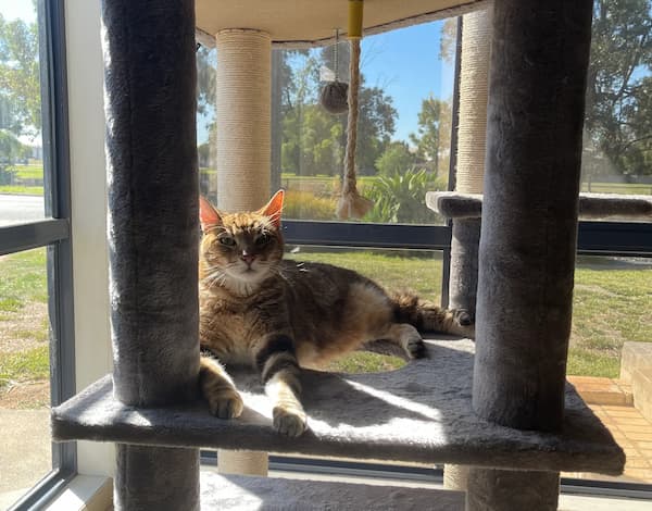 Pet Image